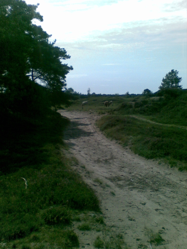 Afb081
