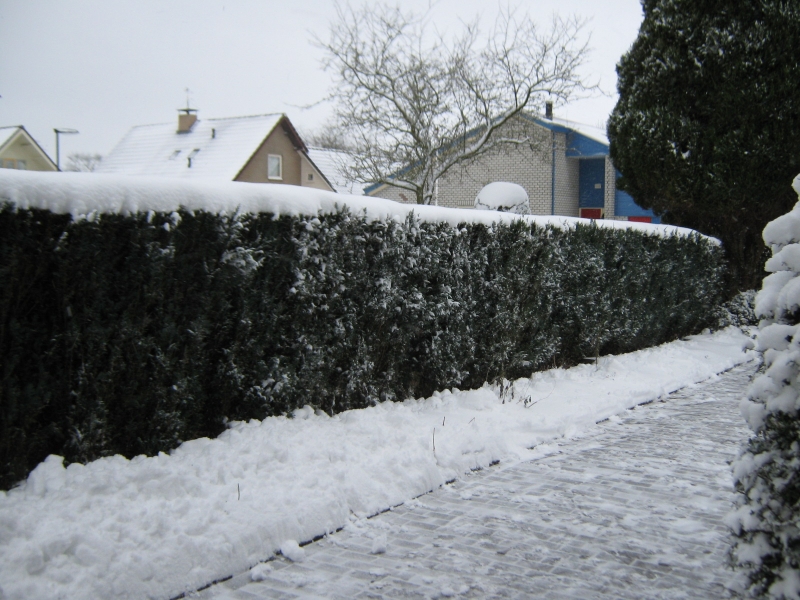 Winter in Appelscha 010
