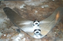 Anthill_harnas_004.jpg